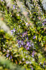 flowering rosemary, aromatic kitchen herbs