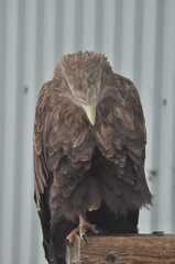 Animals are a traditionally distinguished category of organisms, currently considered as a biological kingdom. Animals are the main object of study of zoology.