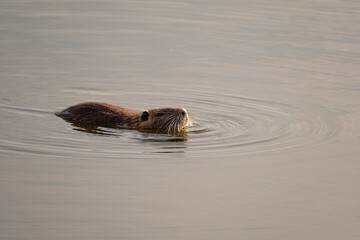 Fototapeta premium Nutria swimming in the pond (Myocastor coypus)
