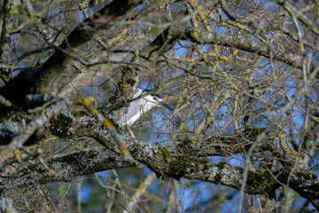Black-crowned night heron (Nycticorax nycticorax) who is hiding in branches