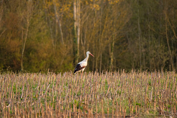White stork in the field