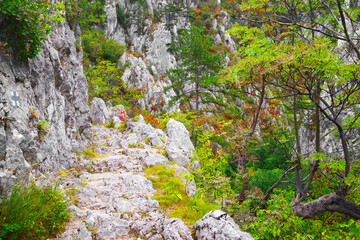 Tesnei Gorges in the protected area of Herculane, Romania, Europe