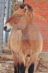 Fototapeta premium Animals are a traditionally distinguished category of organisms, currently considered as a biological kingdom. Animals are the main object of study of zoology.