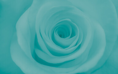 rose flower close-up, abstract background
