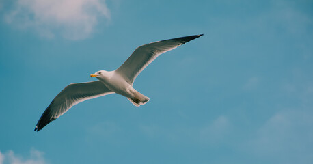 seagull in flight