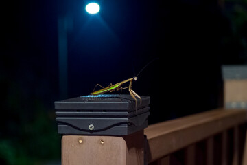 Mantis in the night nature
