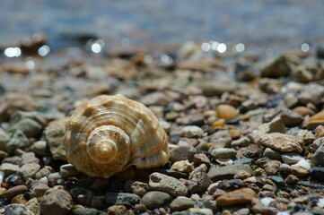 Seashell on the river bank. The background image.