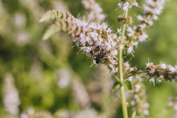 A small insect with wings, a fly sits on flowers and eats nectar from flowers.
