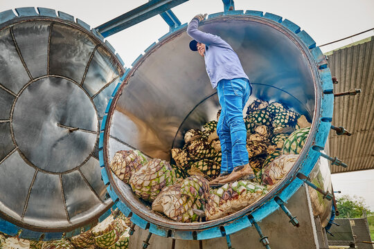 Man piling agave in oven ready to steam it