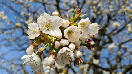 blooming tree in spring