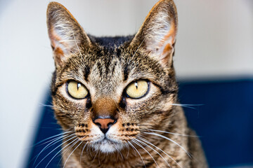 Obraz premium close up cat with yellow eyes looking at camera