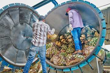 Man piling agave in oven ready to steam it