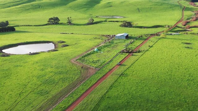 Aerial view of stud herding stud Wagyu beef bull on a farm in Australia, cows grazing on green pasture. Cattle eating grass on a ranch up close. Murray grey and Angus cows. Sustainable beef production