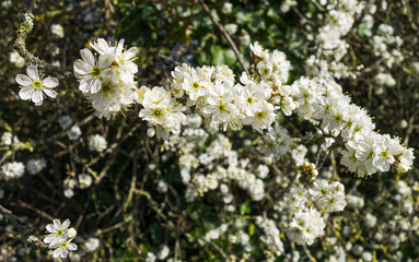 Blackthorn, Prunus spinosa, flowering wild in the UK