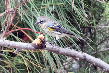 Yellow-rumped Warbler