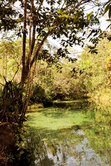 Obraz premium river in the forest