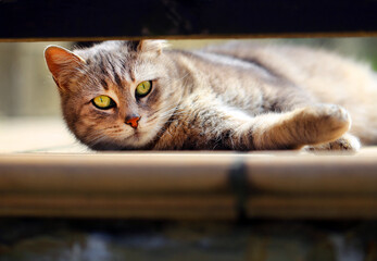 Cute Very beautiful cat