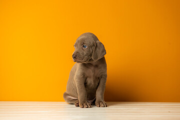 Adorable cute weimaraner puppy on orange background