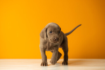 Adorable cute weimaraner puppy on orange background