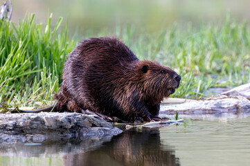 Portrait of a North American Beaver