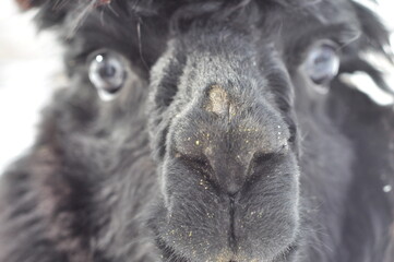 Animals - traditionally (since Aristotle) distinguished category of organisms, currently considered as a biological kingdom. Animals are the main object of study of zoology.