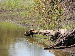 turtles 