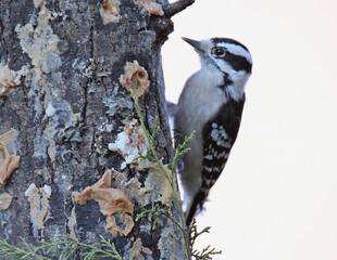 Downy Woodpecker