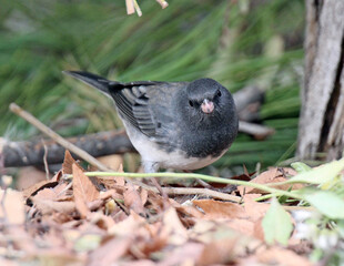 Dark-eyed Junco