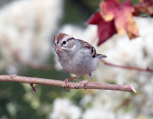 Chipping Sparrow on a branch.