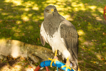 red tailed hawk