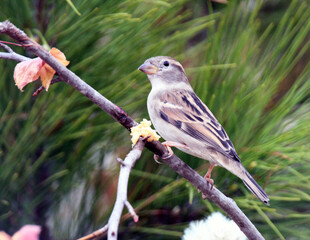 Chipping Sparrow perched a branch.