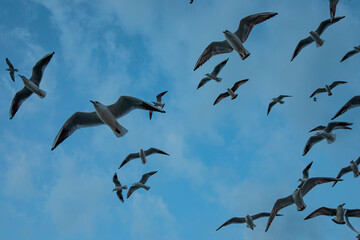 flying birds with a blue sky in the background 