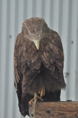 Animals - traditionally (since Aristotle) distinguished category of organisms, currently considered as a biological kingdom. Animals are the main object of study of zoology.