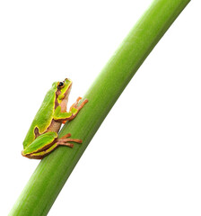 frog sitting on a leaf