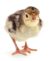Chicken turkey isolated.