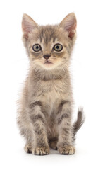 Kitten on white background.