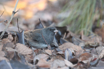 Dark-eyed Junco