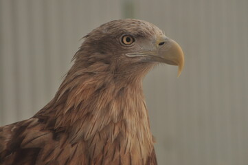 Animals - traditionally (since Aristotle) distinguished category of organisms, currently considered as a biological kingdom. Animals are the main object of study of zoology.