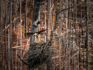 Adult Bald Eagle Returns To The Nest