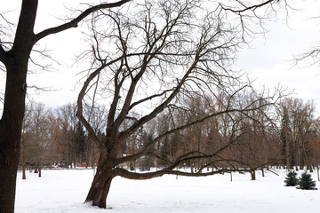 A leafless branching tree grows at an angle in the park in winter