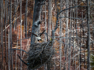 Adult Bald Eagle Landing in the Nest