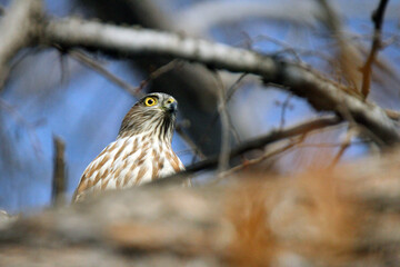 Cooper's Hawk