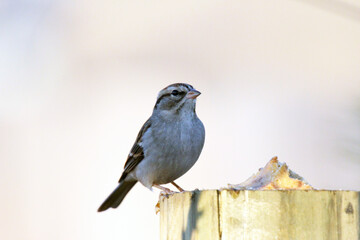 Chipping Sparrow perched on a feeder tray.