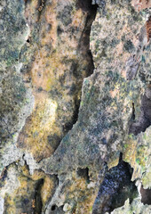 the surface of the wooden board is weathered, damp and porous and eaten by termites