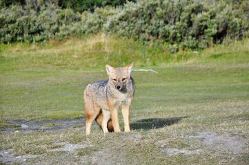 Obraz premium Renard de Magellan ou Renard andin, Parc national de Terre de Feu, près d'Ushuaia, Patagonie, Argentine