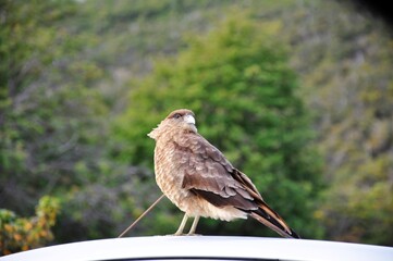 Faucon, rapace en Terre de Feu, Ushuaia, Patagonie, Argentine