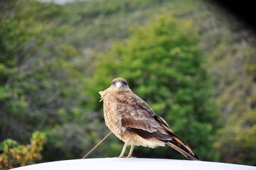 Faucon, rapace en Terre de Feu, Ushuaia, Patagonie, Argentine