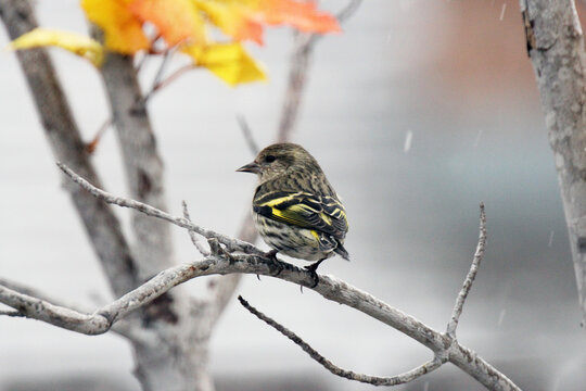 Pine Siskin