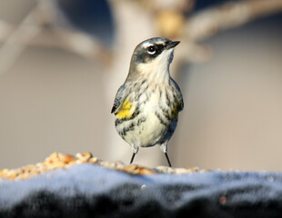 Yellow-rumped Warbler