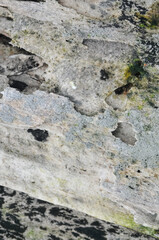 The surface of the wooden planks is weathered, damp and porous and eaten by termites